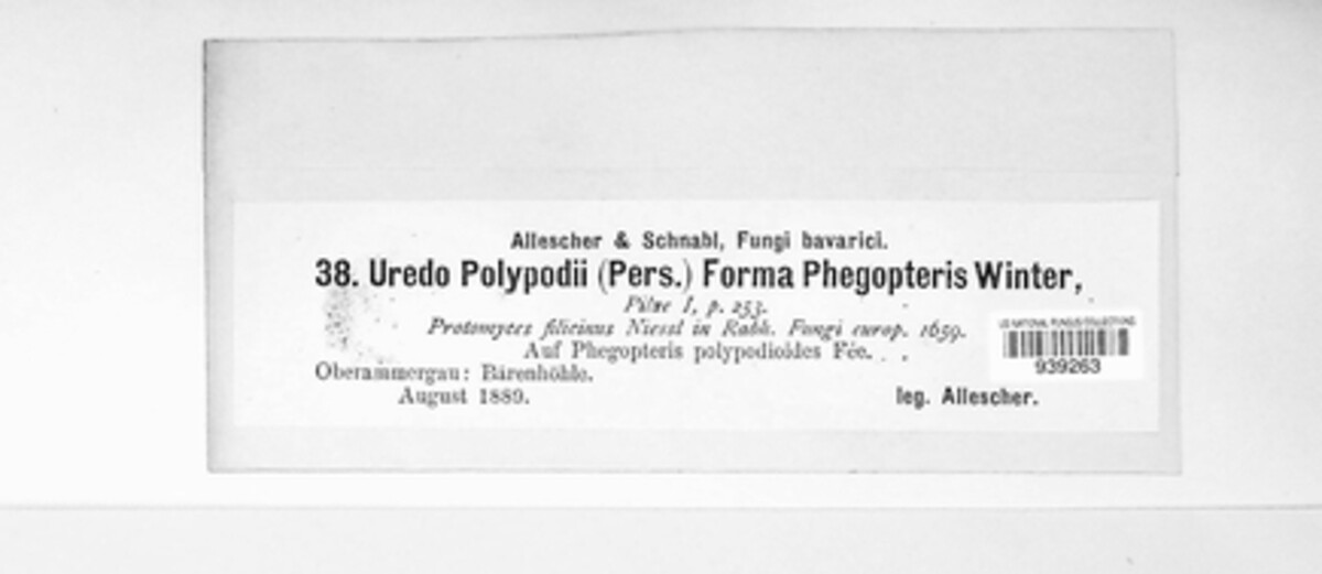 Uredo polypodii f. phegopteris image
